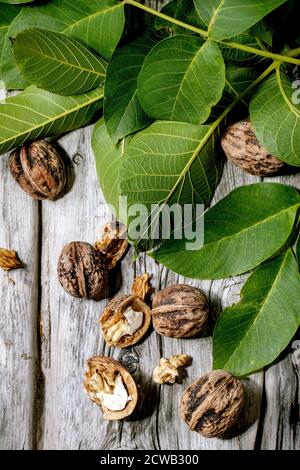 Organic walnuts, whole and broken, with green leaves of walnut tree over old wooden background. Flat lay, space Stock Photo