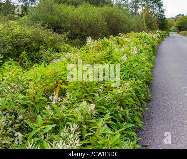 Japanese Knotweed growing along Irish roadside verge Stock Photo