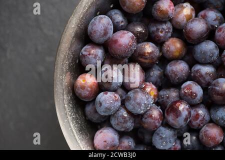 Bullace, a type of plum, that were picked from a tree growing near homes. They have been washed in preparation for making jam. Dorset England UK GB Stock Photo