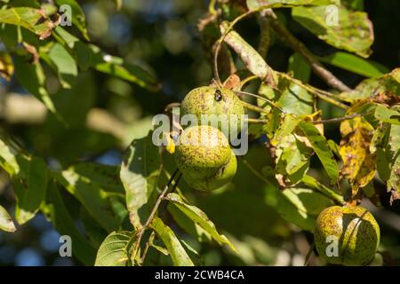 Walnuts growing on a tree next to a country lane. Dorset England UK GB Stock Photo