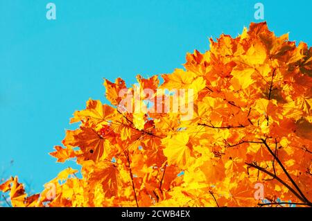 Autumn leaves background with free space for text. Colorful orange autumn maple leaves against blue sky. Autumn background with golden leaves Stock Photo