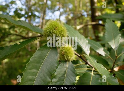 Spikey fruits on a chestnut tree, England Stock Photo
