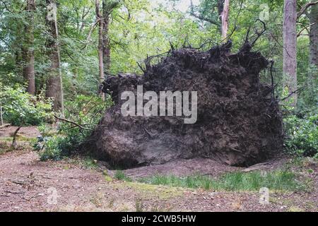 The exposes roots of a fallen tree in Virginia Water, sUrrey, England Stock Photo
