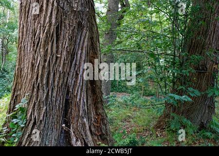 nglish trees in Virginia Water showing patterns on their trunk bark Stock Photo