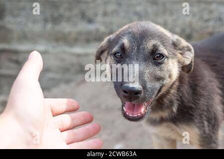 hand reaches for a stray little stray dog Thai Stray dog Stock Photo