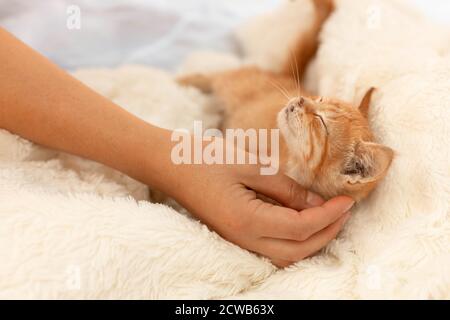 Little ginger tabby kitten lies and falls asleep on a soft sofa in the room. Woman's hand stroking a cat, basking in bed Stock Photo