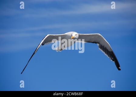 Seagull In Flight, Looking At The Viewer. Seagull outdoors sea fly freedom Close-up photo of a seagull flying in the blue sky along the coast of Chile Stock Photo