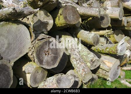 Close up of pile of logs with lichen. Stock Photo