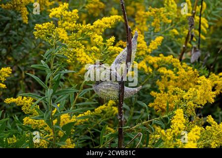 Milkweed plant seed pods with a backdrop of goldenrod. The pods form in late summer and are horn shaped, filled with seeds and floss Stock Photo