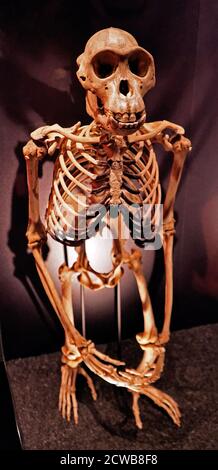 Skeleton of a male chimpanzee, non-hominin. Stock Photo