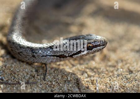 The smooth snake (Coronella austriaca) on a sand, Special Reserve 'Djurdjevac Sands' in Croatia Stock Photo