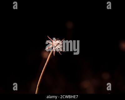 Dry dandelion in dark close up Stock Photo