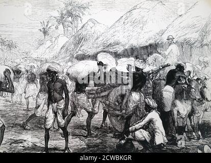 Engraving depicting famine in Bengal: Malnourished men load bullock carts with relief supplies of grain. Stock Photo