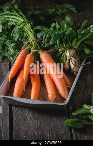 Bunch of fresh carrot and spinach in vintage aluminum tray over old wooden table. Dark rustic style. Stock Photo