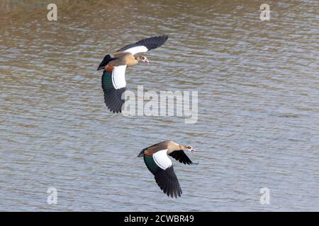 Pair of Egyptian Geese (Alopochen aegyptiaca) across the Breede River, Western Cape, South Africa Stock Photo