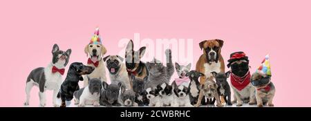 Large group of cat and dogs posing wearing birthday hats, bowties and sunglasses, sitting, standing and laying down on pink background
