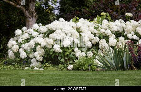 Hydrangea arborescens 'Annabelle' in bloom Stock Photo