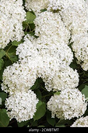 Hydrangea arborescens 'Annabelle' in bloom Stock Photo
