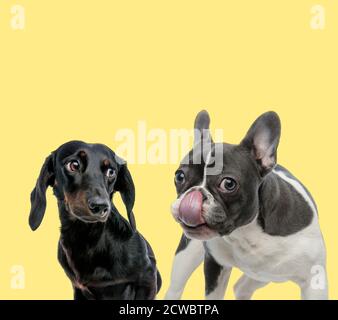 cute teckel dog looking aside to a french bulldog dog licking nose happy on yellow background