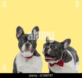 two french bulldog dogs wearing red leash and bowtie happy on yellow background Stock Photo