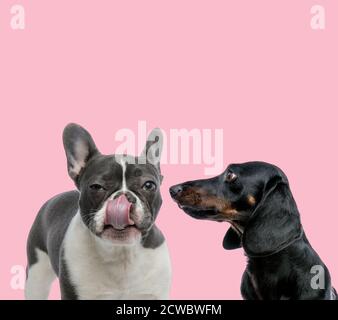 team of french bulldog and teckel dachshund licking nose on pink background
