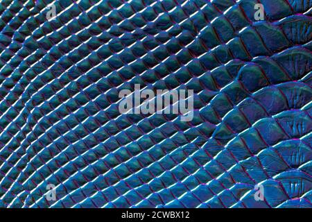 Blue glass scales texture Stock Photo