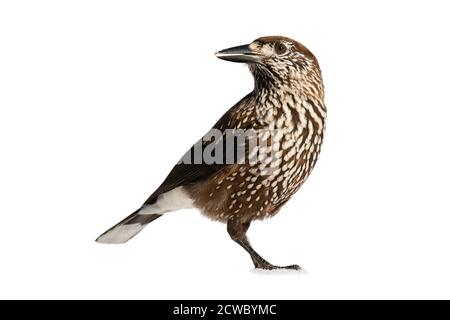 Spotted nutcracker observing isolated on white background. Stock Photo