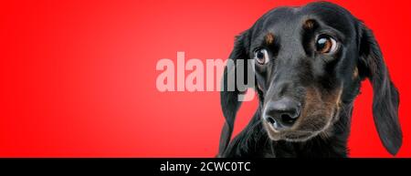 close up of a sweet teckel dog with black fur looking aside with big humble eyes on red studio background