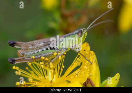 Gemeiner Grashüpfer, Grashüpfer, Männchen, Pseudochorthippus parallelus, Chorthippus parallelus, Chorthippus longicornis, common meadow grasshopper, m Stock Photo