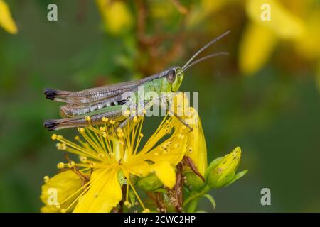 Gemeiner Grashüpfer, Grashüpfer, Männchen, Pseudochorthippus parallelus, Chorthippus parallelus, Chorthippus longicornis, common meadow grasshopper, m Stock Photo