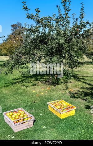 Apples in wooden crates in apple orchard, UK Stock Photo