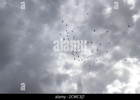 A flock of birds flies in the grey sky. Birds on the sky