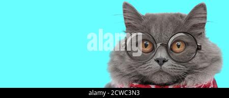 young funny British Longhair cat wearing eyeglasses with red bandana, looking ahead with big eyes on blue background