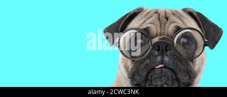 cute scared Pug dog looking at camera with fear, wearing eyeglasses on blue background Stock Photo