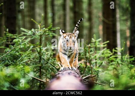 Little Ussuri tiger in the wild forest (Panthera tigris tigris) also called Amur tiger (Panthera tigris altaica) in the forest, Young female tiger in Stock Photo