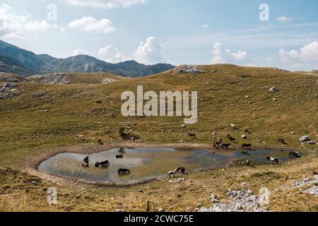 Herd of wild horses drinking water in the mountains lake in the national park Durmitor, Montenegro. Stock Photo