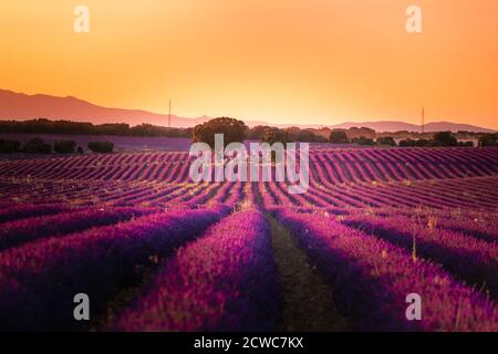 Lavender fields in Brihuega, Guadalajara, Spain. Stock Photo