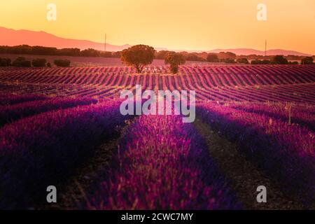 Lavender fields in Brihuega, Guadalajara, Spain. Stock Photo