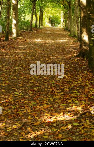 A view looking up through a woodland path in High Elms Country Park, Orpington, in late summer with the sun shining on the trees and fallen leaves Stock Photo