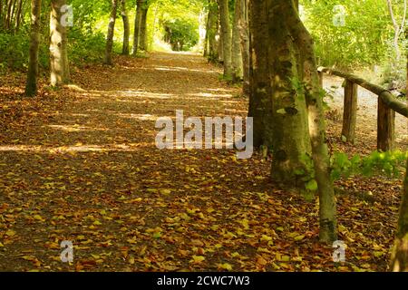 A view looking up through a woodland path in High Elms Country Park, Orpington, in late summer with the sun shining on the trees and fallen leaves Stock Photo