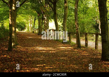 A view looking up through a woodland path in High Elms Country Park, Orpington, in late summer with the sun shining on the trees and fallen leaves Stock Photo