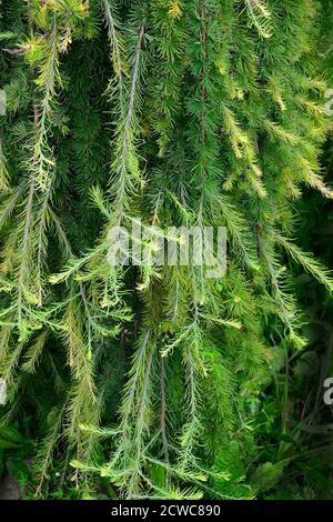 Soft fluffy branches of ornamental coniferous tree weeping larch (Larix decidua Pendula) - needles texture. Beautiful decorative plant on stam for lan Stock Photo