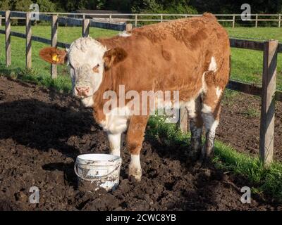 calf standing in the mud waiting to be fed Stock Photo