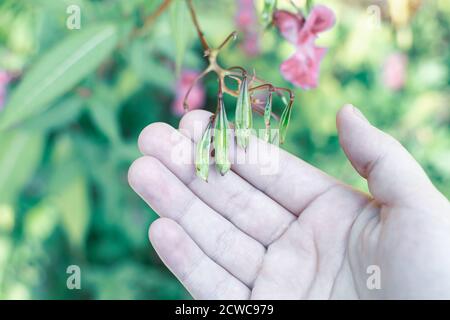 Himalayan balm seeds in hand close up photo. Policeman Helmet plant, Bobby Tops, Invasive asian plant species. Stock Photo