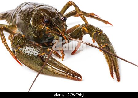 Live crayfish close up isolated on white Stock Photo