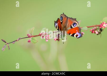 Common european peacock butterfly with smooth bokeh background