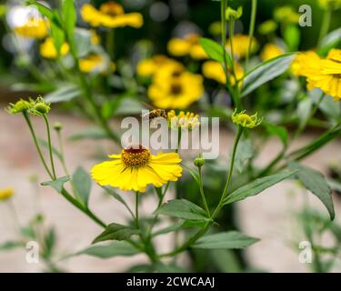 Close up view on a bee on a yellow flower. Stock Photo