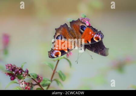Common european peacock butterfly with smooth bokeh background