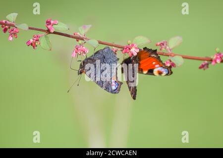 Common european peacock butterfly with smooth bokeh background