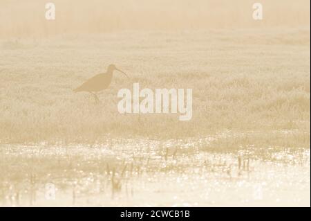Curlew (Numenius arquata) feeding on wet grassland, North Kent Marshes, Thames Estuary Stock Photo